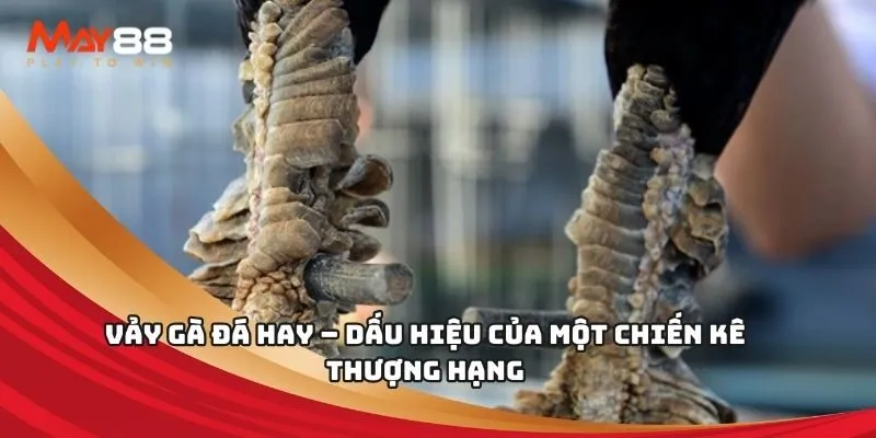 Nn88 đang thực hiện các hoạt động gian lận trên diện rộng đối với người chơi - Nn88